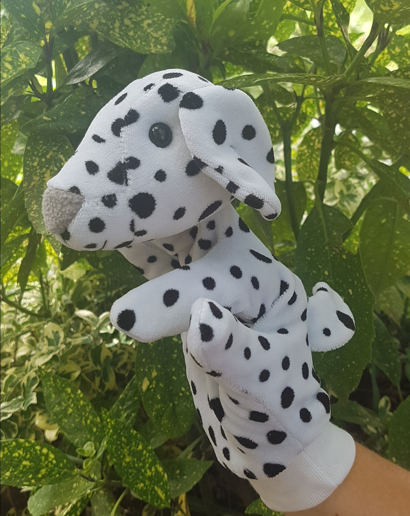 Dalmata kutyus
