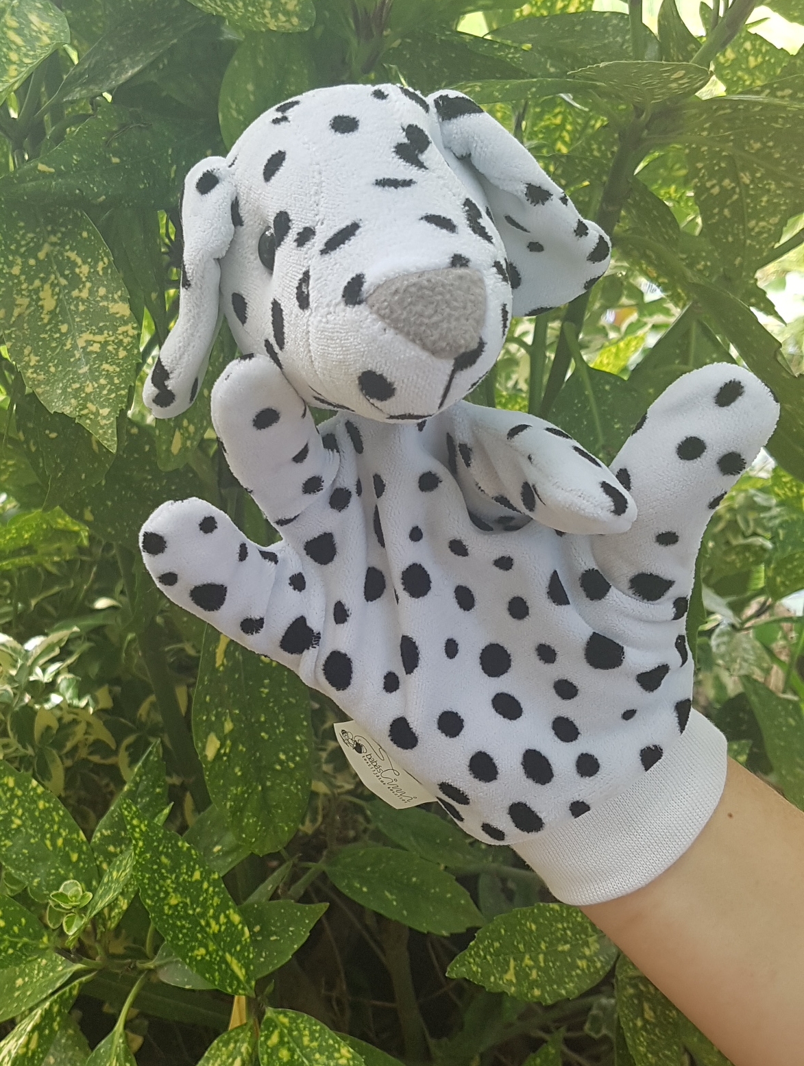 Dalmata kutyus